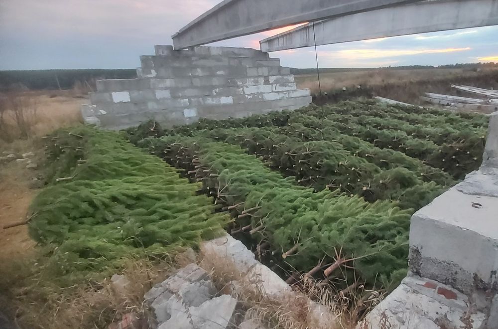 Новогодние Ёлочки (Сосны)