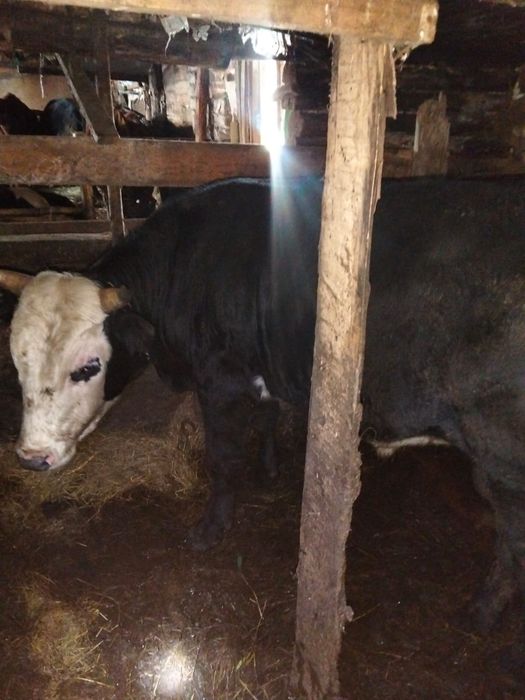 Продам  5 быков и одну телочку