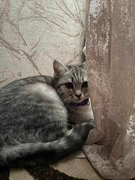 Котенок девочка (скоттиш страйт)