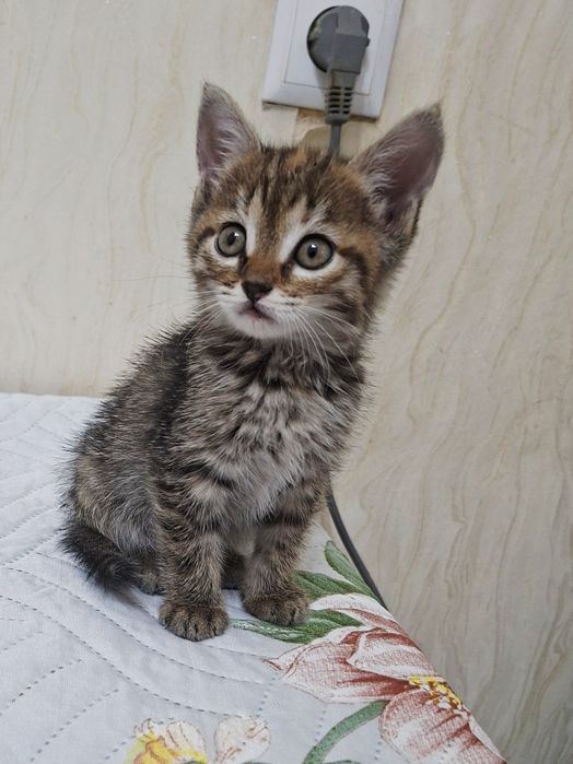 Ласковый котик Лева .1,2 месяца