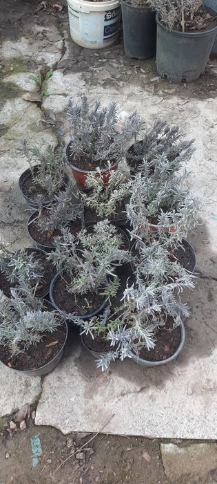 Лаванда в горшочках