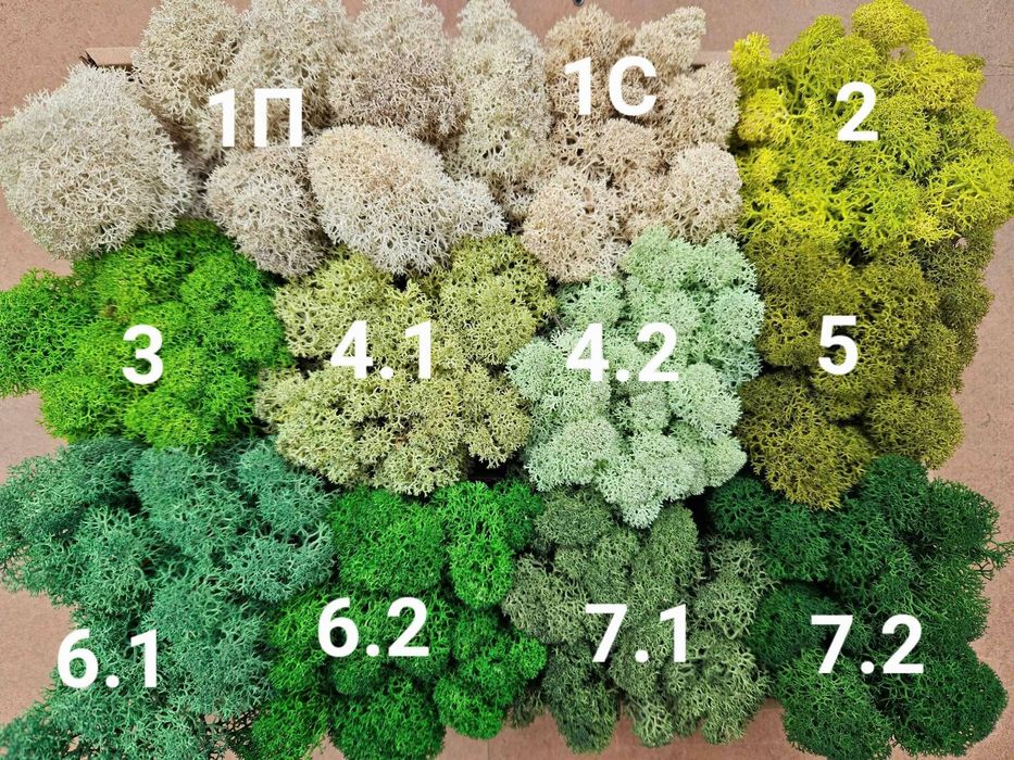 Скандинавски мъх 6 лв. за 100 г.