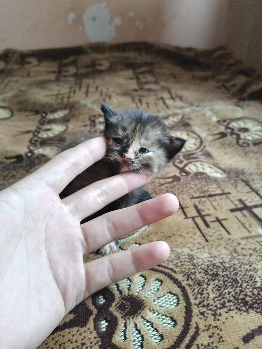 Ласковые котята ищут дом