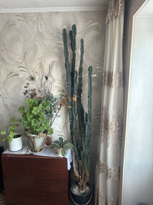 Продам 40летний кактус