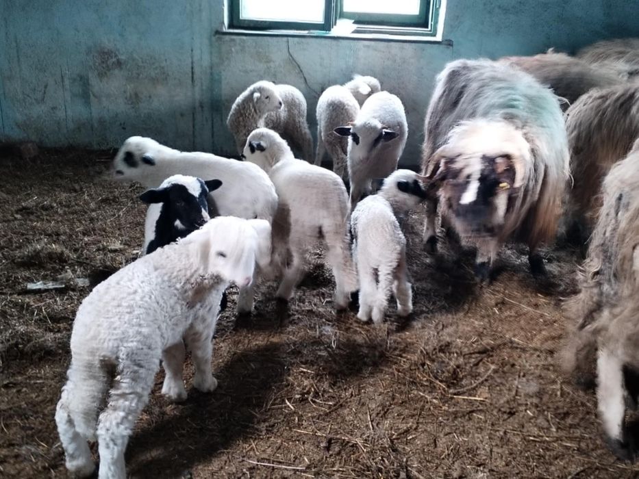 Vând 10 oi cu miei
