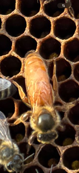 Botci , mătci , material biologic