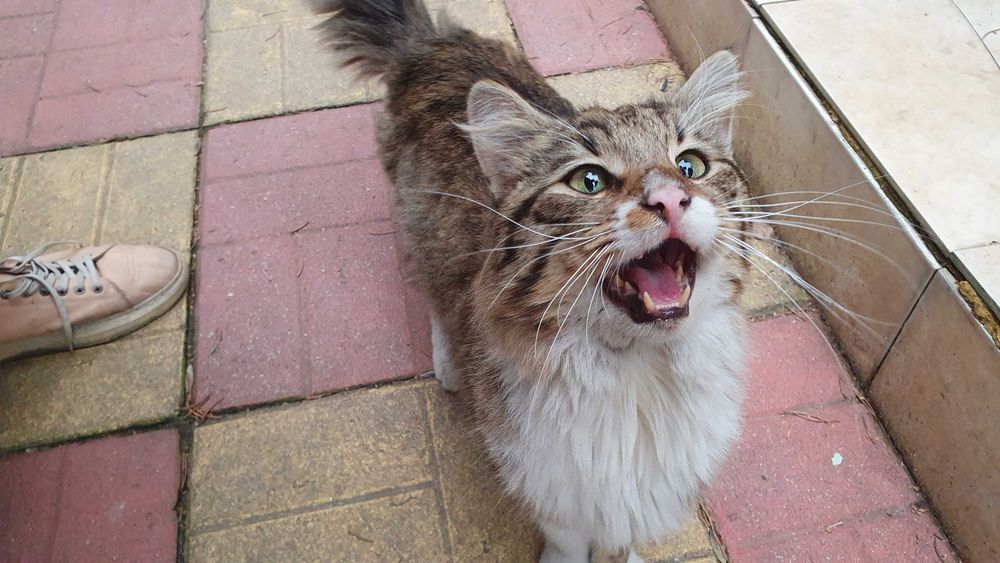 Дългокосмест прекрасник търси дом / може и приемен