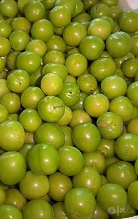 Kuchatlar meva agro