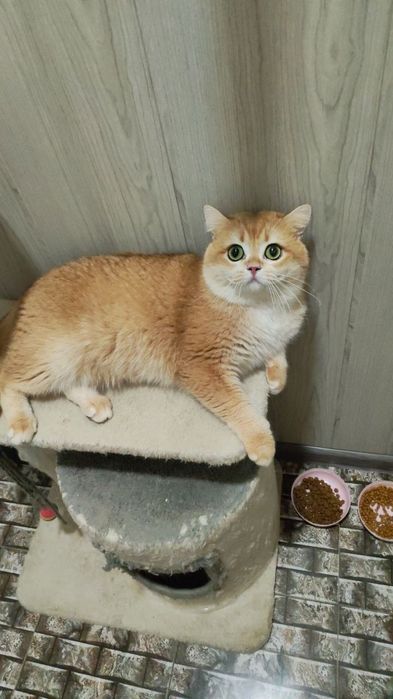 Шикарный  привозной золотая  шиншилла  котик   NY 12на вязку