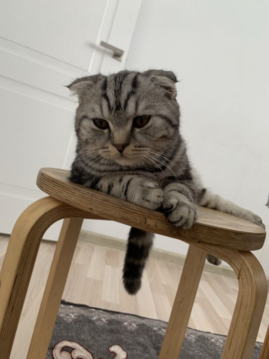 Продам шотландская вислоухая кошка