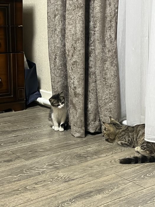 продаю котенка в хорошие руки