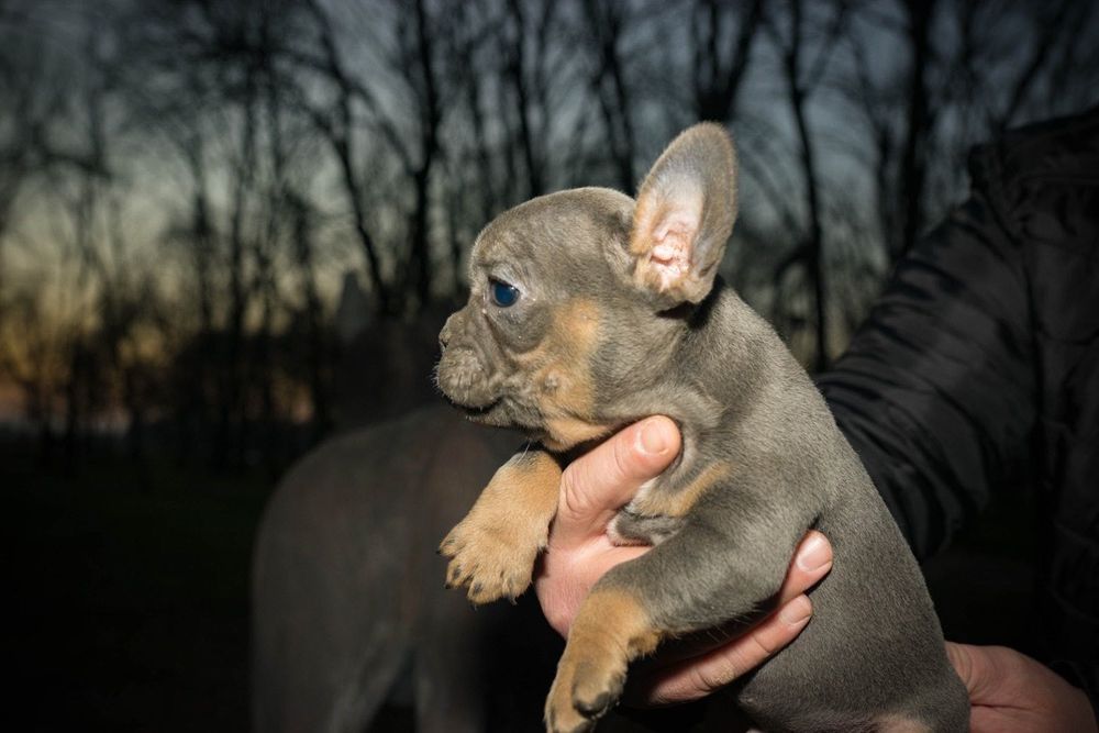 Френски булдог момче и момиче