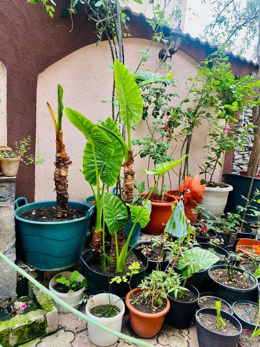 Colocasia in ghiveci