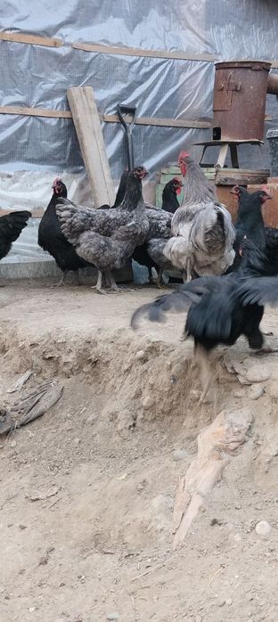 Джерсиски гегант тухум ва жужасига заказ оламиз