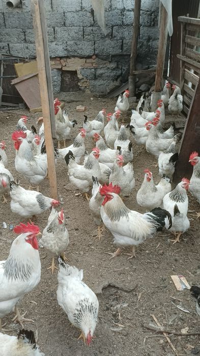 Продам породистые курей