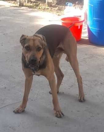 потерялся пес кличка Джокер