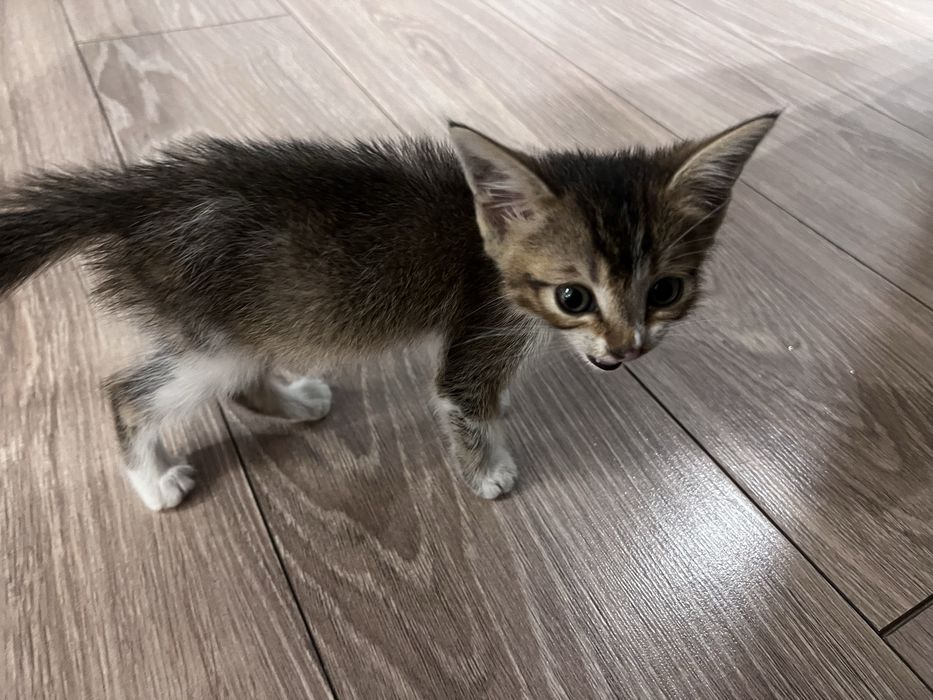 Котенок девочка