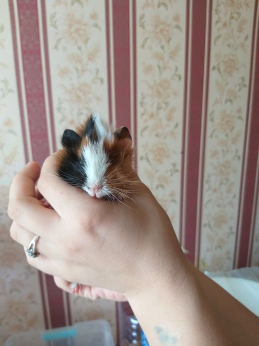 Морские свинки резетчатые