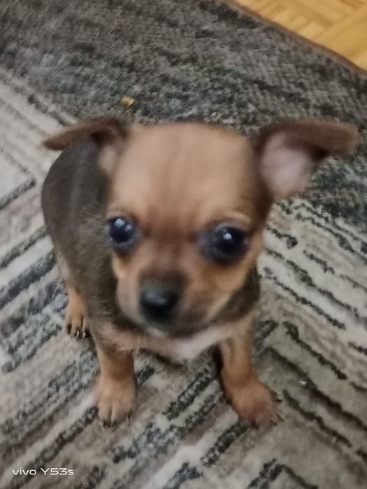 Продаём щенков мини тоя