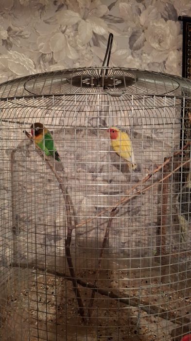 Продаются попугайи