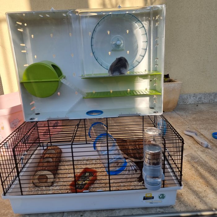 Vand Hamster pitic