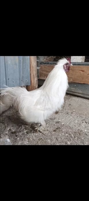 Cocos mătase japoneză