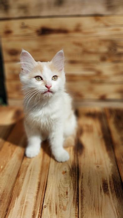 Котик 3 месяца ищет дом