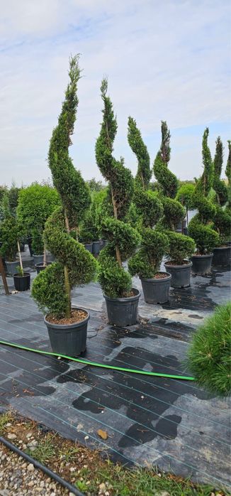 Mentenanta spati verzi Complexuri , gradini terasa private !!!