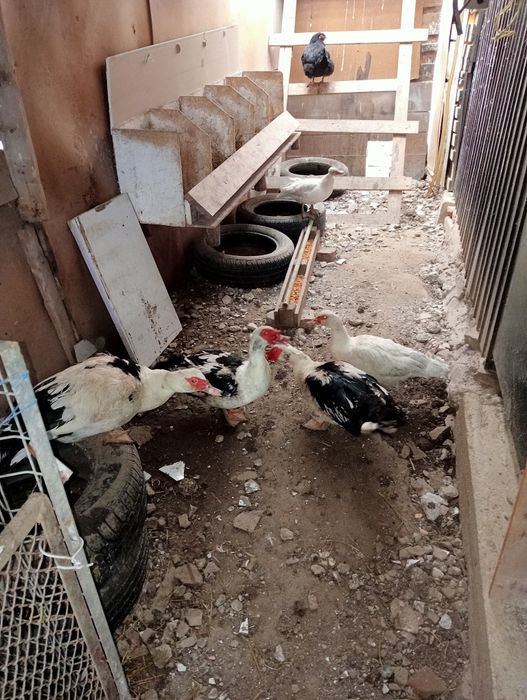 Vănd 3 rațe mute și 2 rățoi