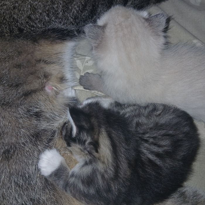 Срочно отдам милых котят.