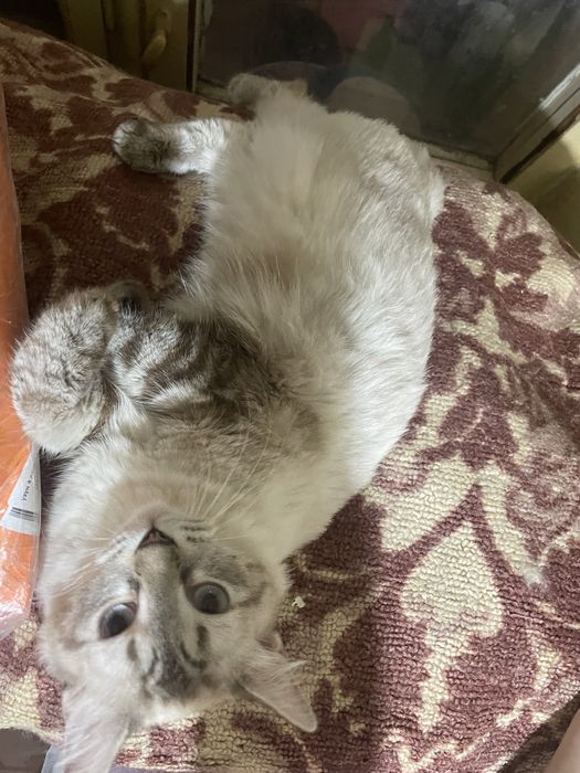 Отдадим бесплатно кошку в добрые руки