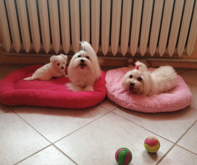 Малтийска болонка