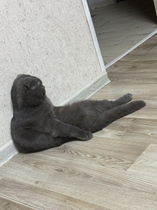 кот шотландец в хорошие руки