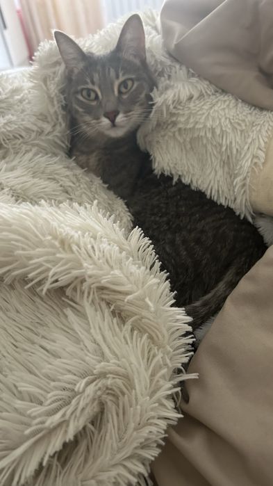 Отдам даром кошку