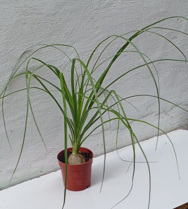 Нолины. Экзотическое растение с красивым стволом каудексом.