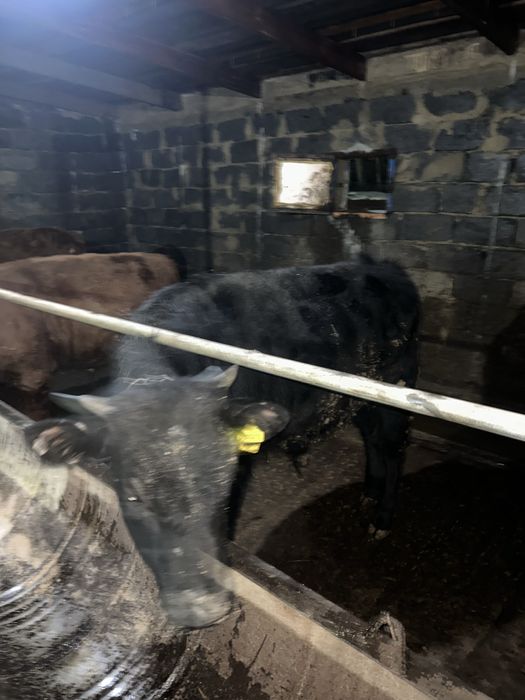 Продается бычки годовалые