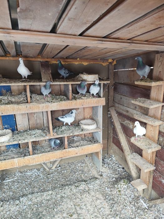 Porumbei voiajori foarte buni