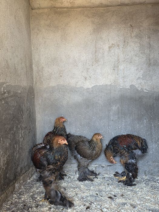 Tineret Brahma potârnichiu pe negru disponibili