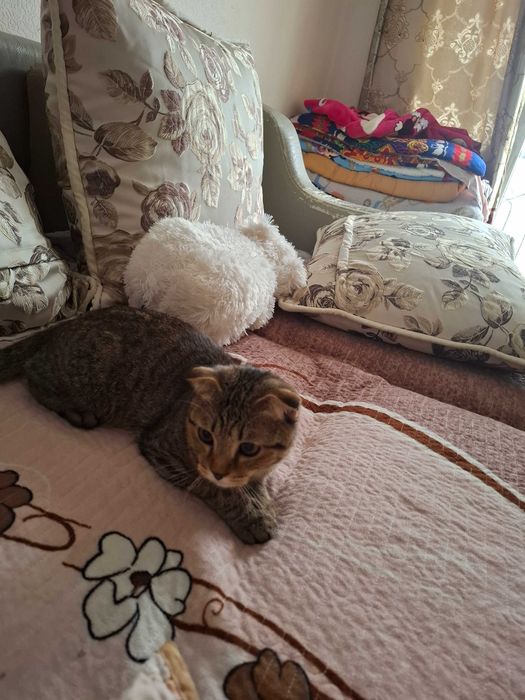 Скоттиш фолд тек жаксы карайтынга