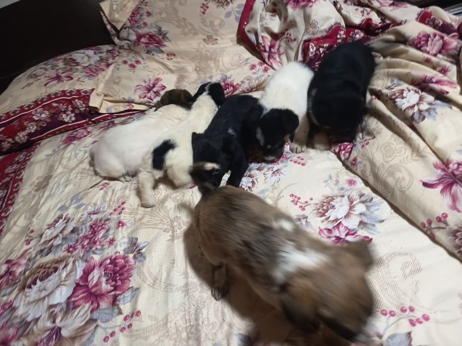 6 Cațelusi talie mica-medie adoptie gratis