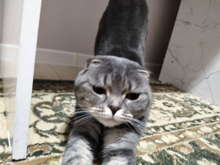 кошка веслаухая шотландка