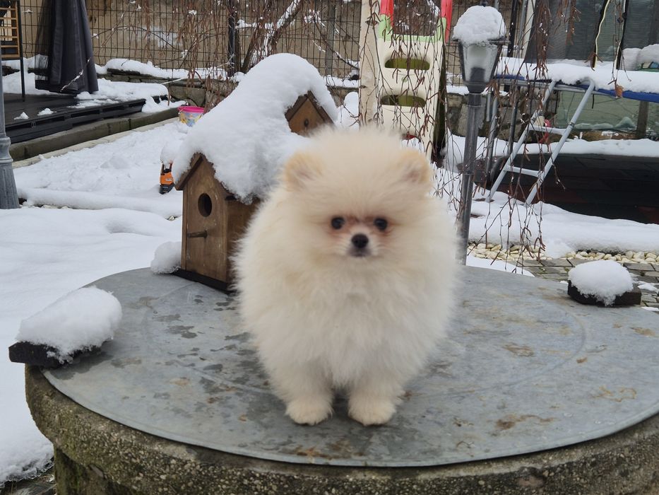 2 бели момчета  померани