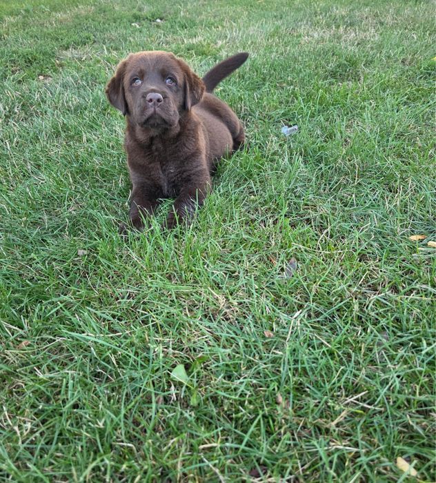 Labrador retriever pedigree