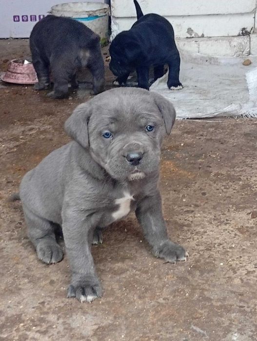 Cane Corso малки