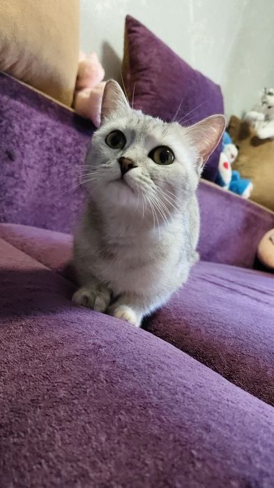 Вязка. Британка Скоттиш страйт
