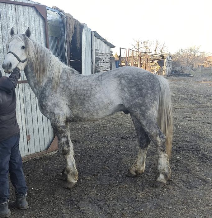 Жеребец полукровный, смесь с першеронном