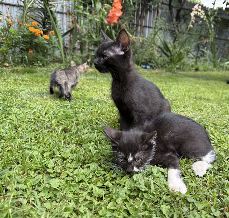 Adoptie 3 pisicute (2 fetite si un baiat)