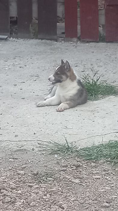 Западно себирская Лайка