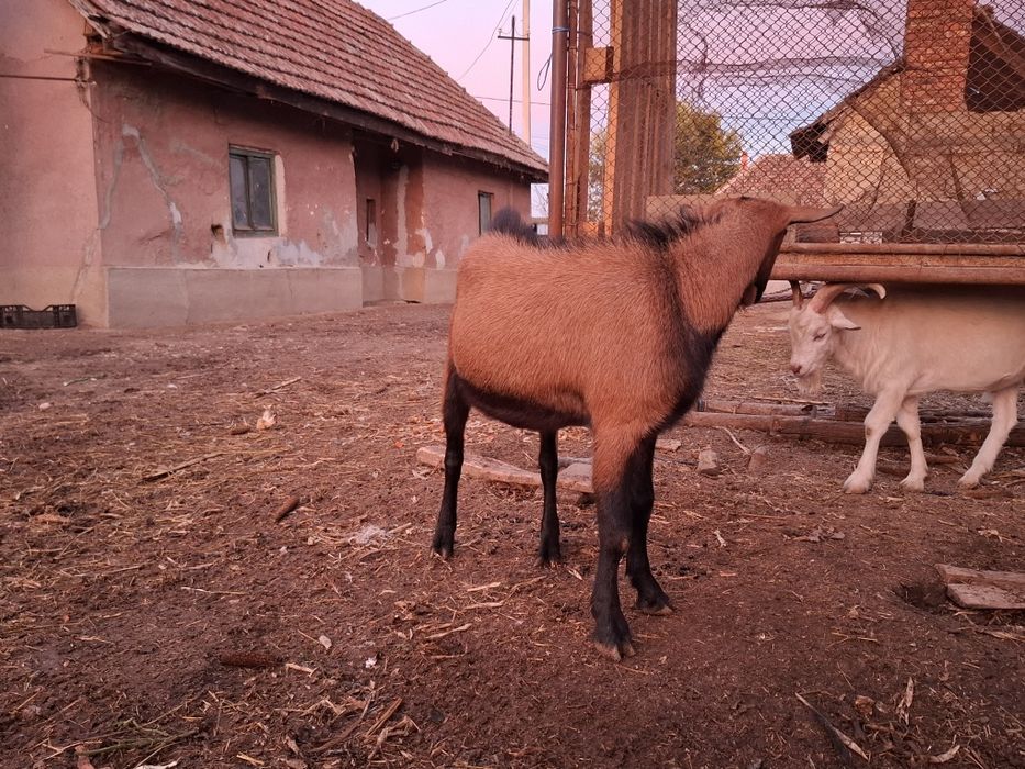 Tapi saannen si alpina francez