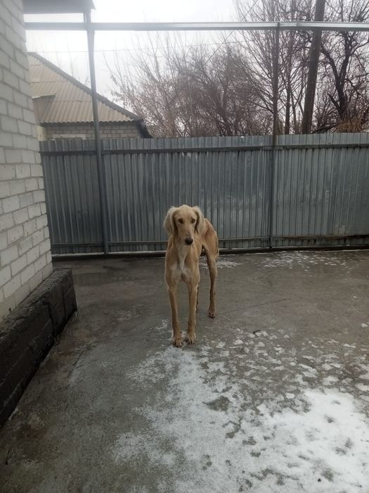 Құмай тазы. Ауызданған.